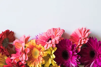 Цветы герберы купить в Челябинске с доставкой по выгодной цене
