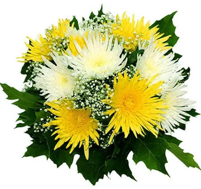 С днем рождения хризантемы - фото и картинки: 65 штук
