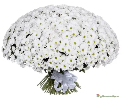 Купить Белые хризантемы в коробке с доставкой в Омске - магазин цветов Трава