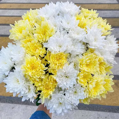29 бело-желтых хризантем в букете за 9 390 руб. | Бесплатная доставка цветов  по Москве