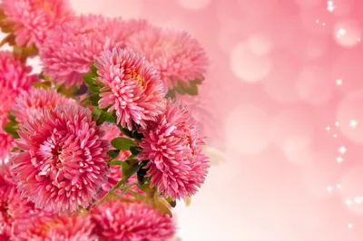 Хризантема одноголовая розовая в Советске (Калининградская область) -  Купить с доставкой от 260 руб. | Интернет-магазин «Люблю цветы»