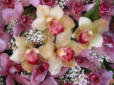 Чудесные орхидеи с волшебными розами в коробке - Доставка свежих цветов в  Красноярске