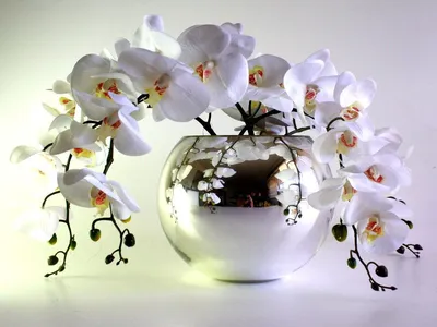 Орхидеи в коробке с трахелиумом за 18 390 руб. | Бесплатная доставка цветов  по Москве