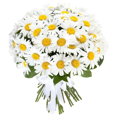 Ромашка в Хадыженске - Купить с доставкой от 150 руб. | Интернет-магазин  «Люблю цветы»