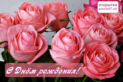 С Днём Рождения! Самое Красивое Поздравление🌹Лучшие слова и розы для тебя  Музыкальная Видео Открытка - YouTube