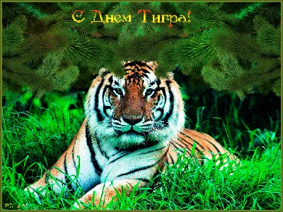 Полосатые открытки и веселые поздравления с Днем тигра на Дальнем Востоке  25 сентября | Курьер.Среда | Дзен