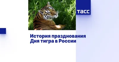 Александр Козлов: «Амурский тигр – символ Дальнего Востока, гордость и  достояние страны» ⋆ НИА "Экология" ⋆