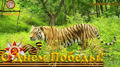 ХМТ поздравляет с Международным днем тигра! | Хабаровский краевой  музыкальный театр: официальный сайт