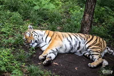 Московский зоопарк поздравил тигра Степана с Международным днем тигра