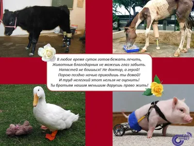 День ветеринара 2020: поздравления, стихи, картинки, видео