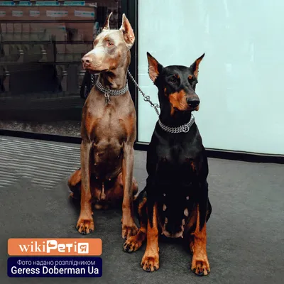 Доберман: фото собаки, описание и особенности породы | PEDIGREE®