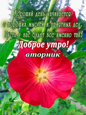 Красивая картинка "С Добрым утром! Прекрасного вторника!" • Аудио от  Путина, голосовые, музыкальные