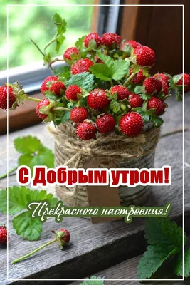 Идеи на тему «Доброе утро» (22) | доброе утро, открытки, утренние цитаты