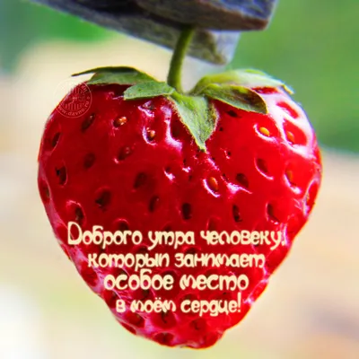 Доброго июньского утра! 🍓🌹🍓🌹🍓🌹🍓 | Лето, Картинки, Доброе утро