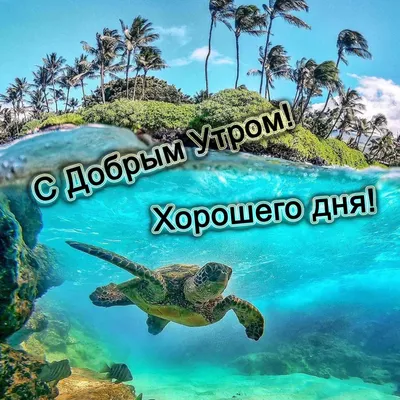 Доброе утро и хорошего дня, картинки | Zamanilka