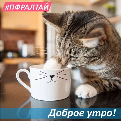 Pin by Екатерина on доброе утро cat | Good morning, Cats, Animals