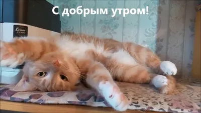 Всем хорошей недели друзья! #коты - ARAMIS777 - 