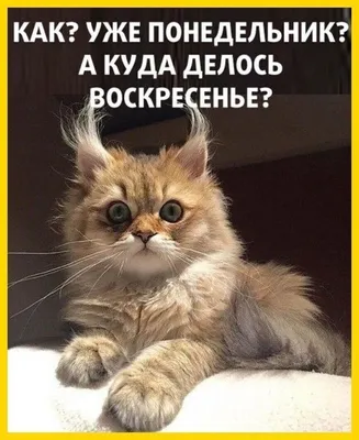 Картинки "С Добрым Утром, Котик!" (100+)