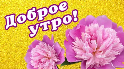 Доброе утро пионы - фото и картинки 