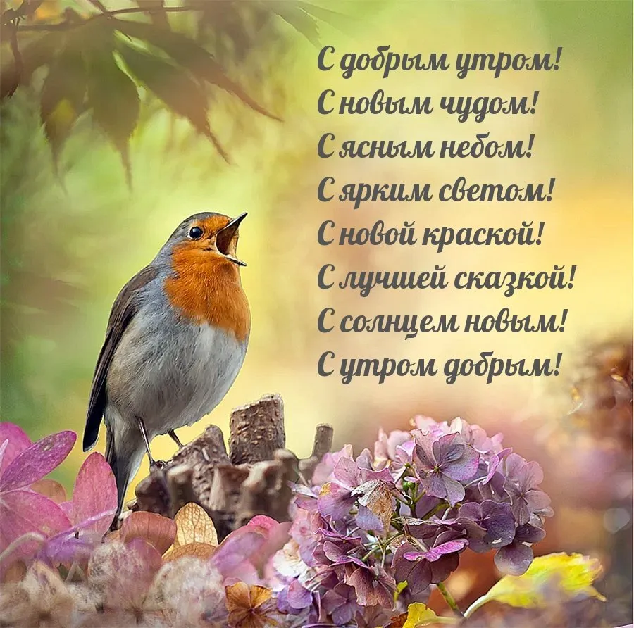 Morning bird. Красивые птицы поют. Утреннее пение птиц. Птица с самым красивым пением.