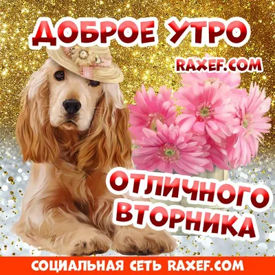 Olgа🌺🌿 on X: "Доброе утро Всем! ☕🌺🌿 /KvotODqLIo" / X