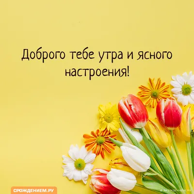 Картинка: "Доброго тебе утра и ясного настроения!" с тюльпанами • Аудио от  Путина, голосовые, музыкальные