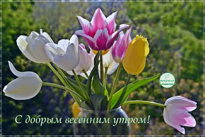 Картинка доброе утро с букетом тюльпанов на милом фоне