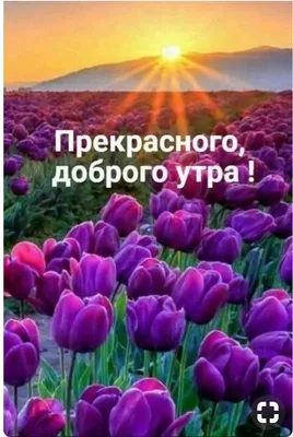 Открытка с добрым утром и цветами и пожеланием — скачать бесплатно