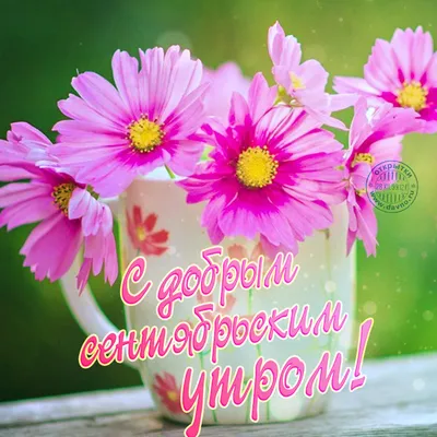 С добрым сентябрьским утром! Розовые цветы в чашке. — Скачайте на 