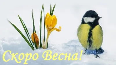 Скоро Весна ! | Новогодние открытки, Зима, Милые открытки