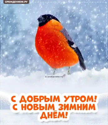 Картинка "С добрым зимним утром!", с красивым снегирём • Аудио от Путина,  голосовые, музыкальные