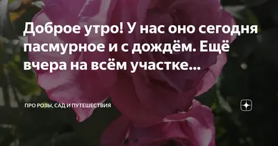 Доброе утро! У нас оно сегодня пасмурное и с дождём. Ещё вчера на всём  участке… | Про розы, сад и путешествия | Дзен