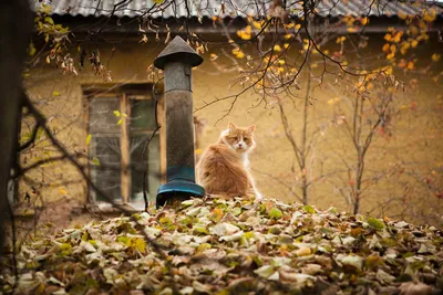 Фотография Осенним дождливым днем, автор Дима Винокур