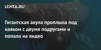 Гигантская акула проплыла под каяком с двумя подругами и попала на видео:  Звери: Из жизни: 