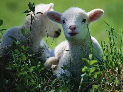 Малыш рожденный в год Овцы. - : беременность, роды, дети.