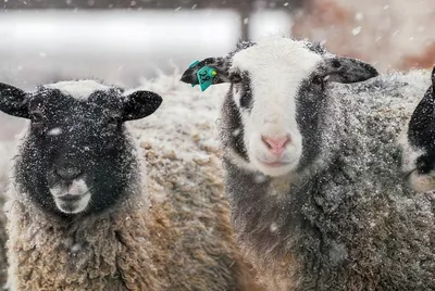 Овечка - символ 2015 года | символы, овца, овечье искусство