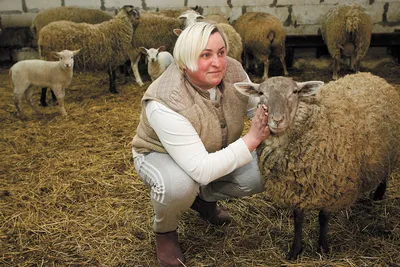 Новый 2015 год - овцы или козы, синей, деревянной.