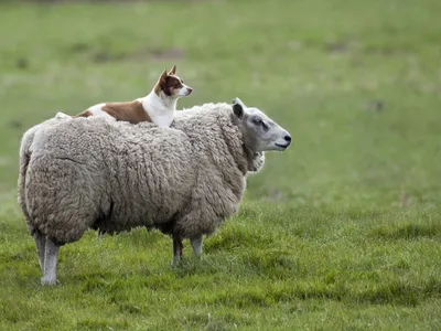 Как будут встречать Год Овцы сами овцы. Репортаж с фермы в Мамонино  (Татарстан)