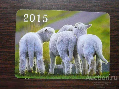 Лама из Бурятии дал рекомендации на 2023 год людям, рожденным под знаком  Овцы - Общество - Новая Бурятия
