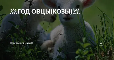 Новый 2015 год - овцы или козы, синей, деревянной.