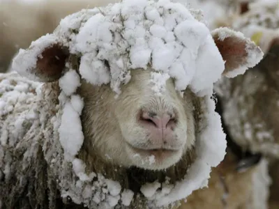 В Чувашии мужчине грозит 1 год за кражу овцы