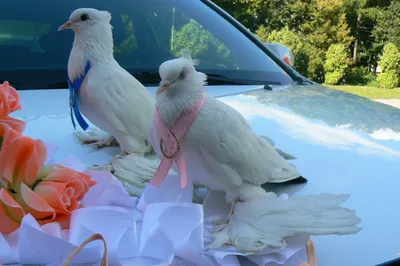 свадебный, голуби на свадьбу, выпускают голубей на свадьбе, голуби пермь  свадьба, свадебные голуби, Свадебная прическа и макияж Москва