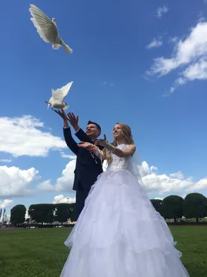 Что происходит со свадебными голубями после выпуска? Не омрачайте праздник  чужой гибелью | Книга животных | Дзен