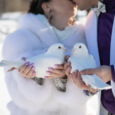 Важные особенности свадебных птиц. | Голуби на свадьбу