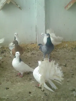 Аренда голубей на свадьбу в Зеленодольске | Голуби для свадьбы
