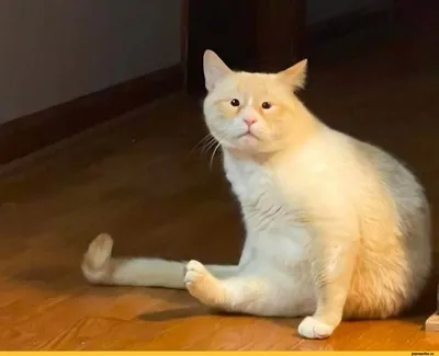 В сети появился новый мемный кот: познакомьтесь с грустным Панчо - Hi-Tech  