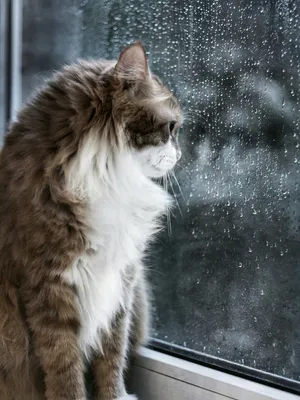 50 оттенков грусти: в интернете набирает популярность аккаунт кота Миши из  Москвы - Москвич Mag - 
