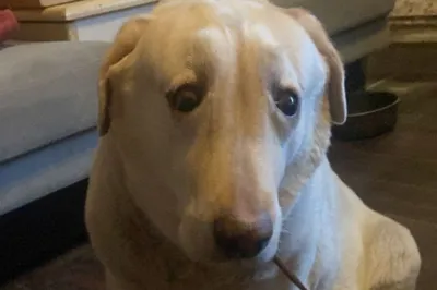 Гобелен Собака с грустными глазами