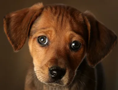 Собака с грустными глазами - 61 фото