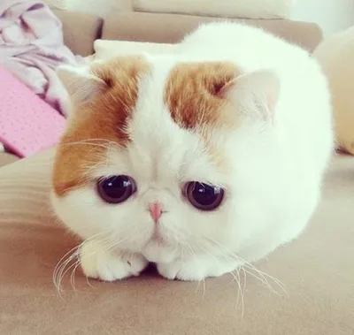 Кот с грустными глазами порода - 83 фото